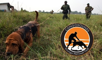 Tierärztin Dr. Marlene Zähner bildet Belgische Bluthunde auss, die im Virunga-Nationalpark im Kongo Wilderer aufspüren